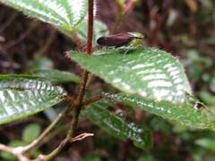 Fulgoridae