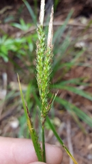 Carex boryana