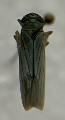 Cicadellini