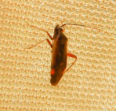 Adelphocoris