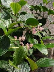 Medinilla speciosa