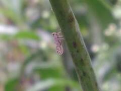 Fulgoridae