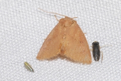 Hoyosia codeti