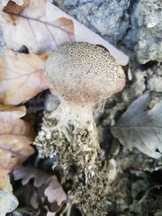 Scleroderma verrucosum