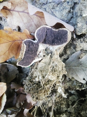 Scleroderma verrucosum