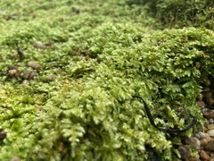 Vesicularia galerulata