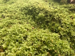 Vesicularia galerulata