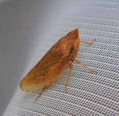 Aphrodinae