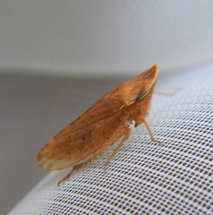 Aphrodinae