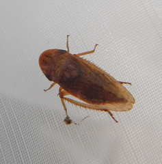 Aphrodinae