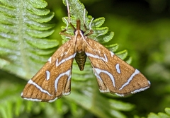 Panotima angularis