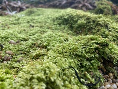 Vesicularia galerulata