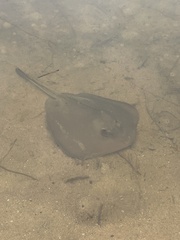 Trygonoptera testacea