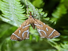 Panotima angularis