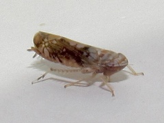 Scaphoideus