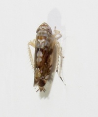 Scaphoideus