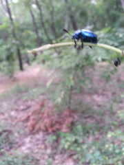 Platycorynus peregrinus