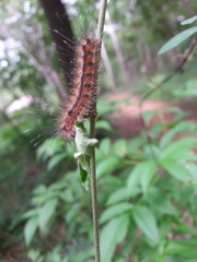Spilarctia subcarnea