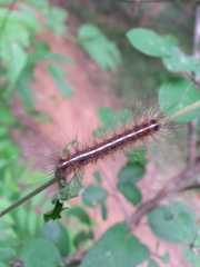 Spilarctia subcarnea