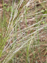 Austrostipa mollis