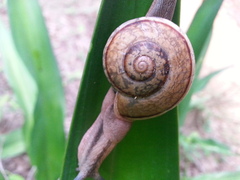 Ariophanta exilis