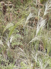 Austrostipa mollis