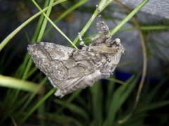 Calliteara conjuncta