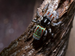 Maratus volans