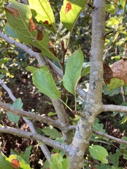 Pyrus bourgaeana