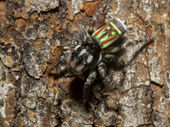 Maratus volans