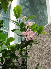 Medinilla speciosa