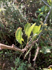 Pyrus bourgaeana