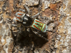 Maratus volans