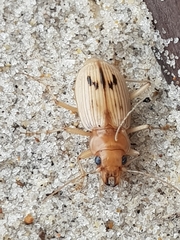 Eurynebria complanata