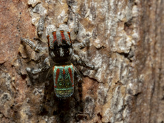 Maratus volans