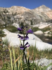 Penstemon heterodoxus