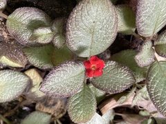 Episcia