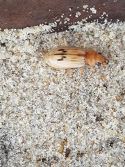 Eurynebria complanata