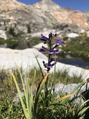 Penstemon heterodoxus