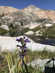 Penstemon heterodoxus