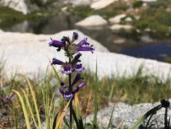 Penstemon heterodoxus