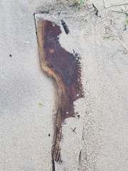 Eurynebria complanata