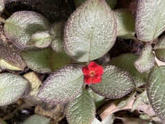 Episcia