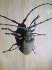 Celosterna scabrator