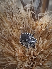 Codophila maculicollis