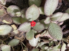 Episcia