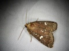 Acosmetia biguttula