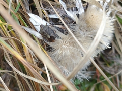 Carpocoris melanocerus
