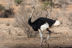 Struthio molybdophanes