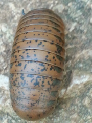 Arthrosphaera
